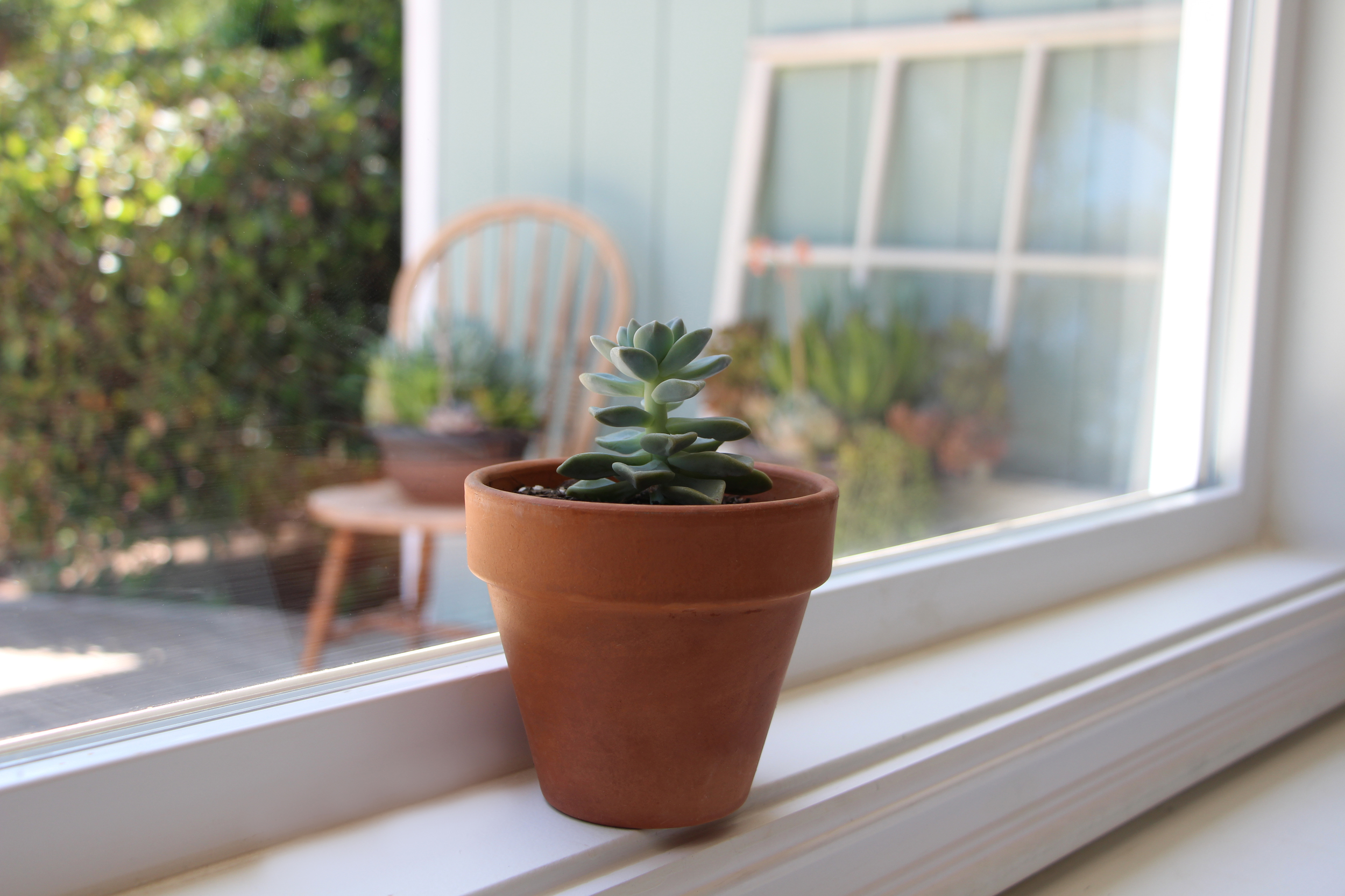 Propagating succulents via Needles + Leaves. Learn how to propagate succulents from leaves and cuttings.